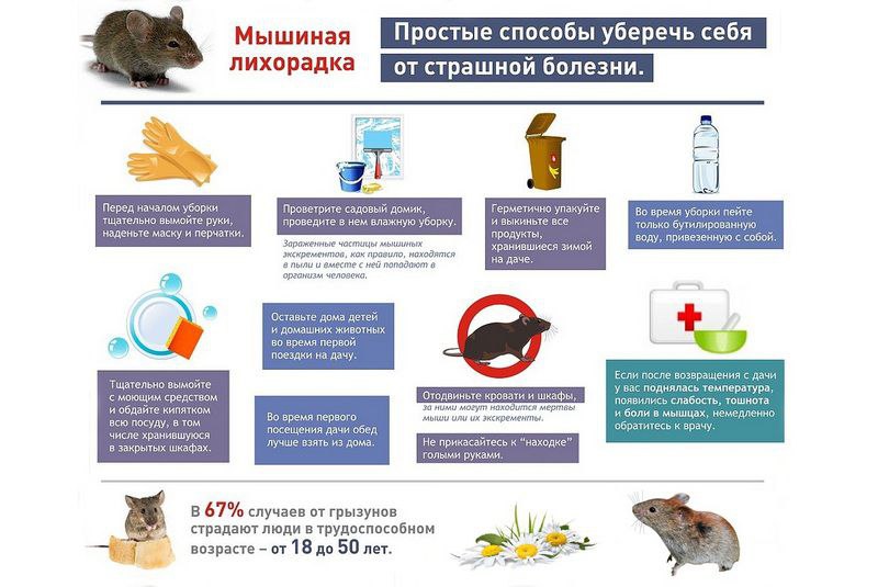 мышиная лихорадка.